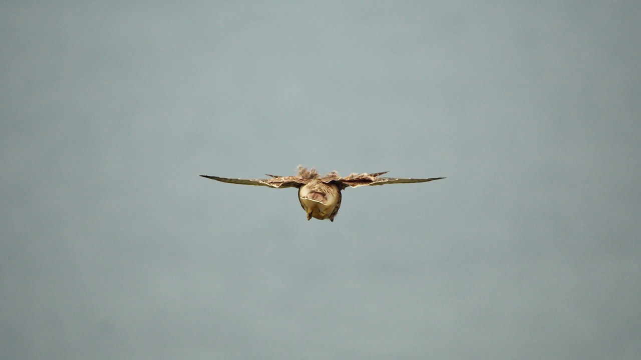 捕食者猎鹰在空中盘旋，在地面上寻找食物。后视图。翱翔的猎鹰或鹰冻结在地面上方的空中，准备冲下来捕食。视频下载