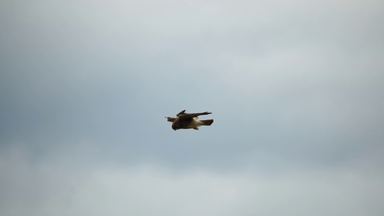 捕食者猎鹰在空中盘旋，在地面上寻找食物。翱翔的猎鹰或鹰冻结在地面上方的空中，准备冲下来捕食。慢动作视频下载