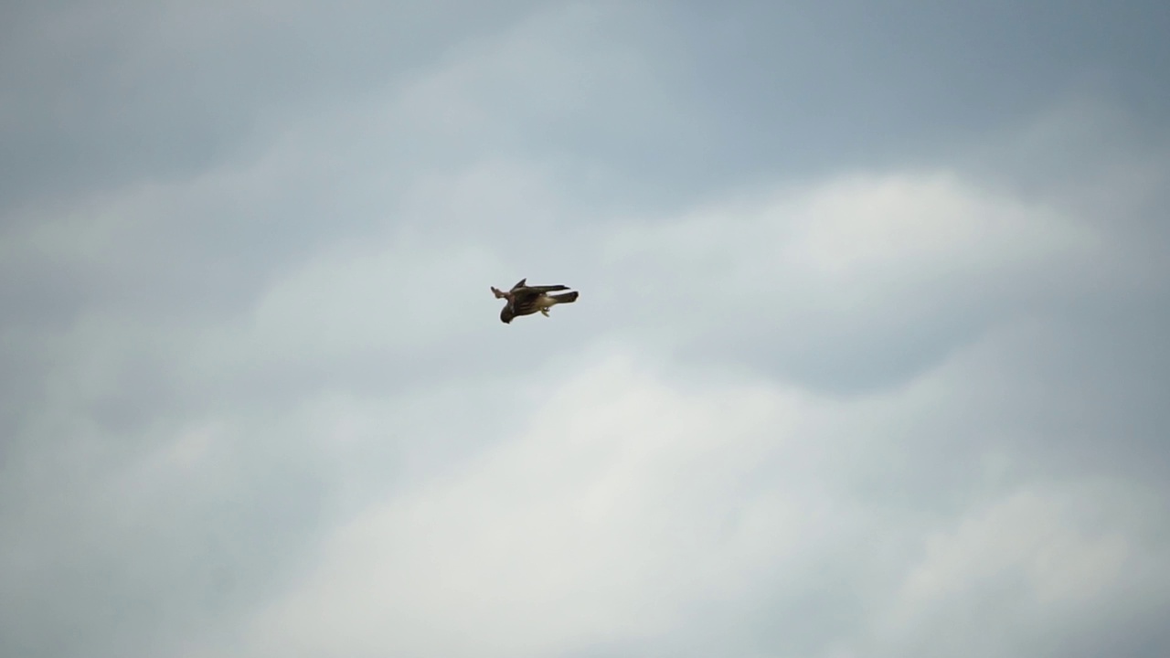 捕食者猎鹰在空中盘旋，在地面上寻找食物。翱翔的猎鹰或鹰冻结在地面上方的空中，准备冲下来捕食。慢动作视频下载