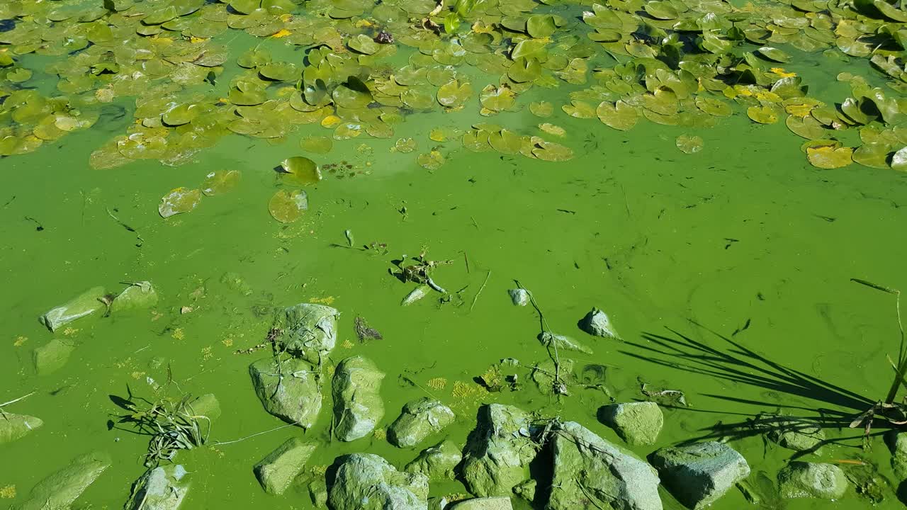 被蓝藻污染的绿水。蓝藻。视频下载