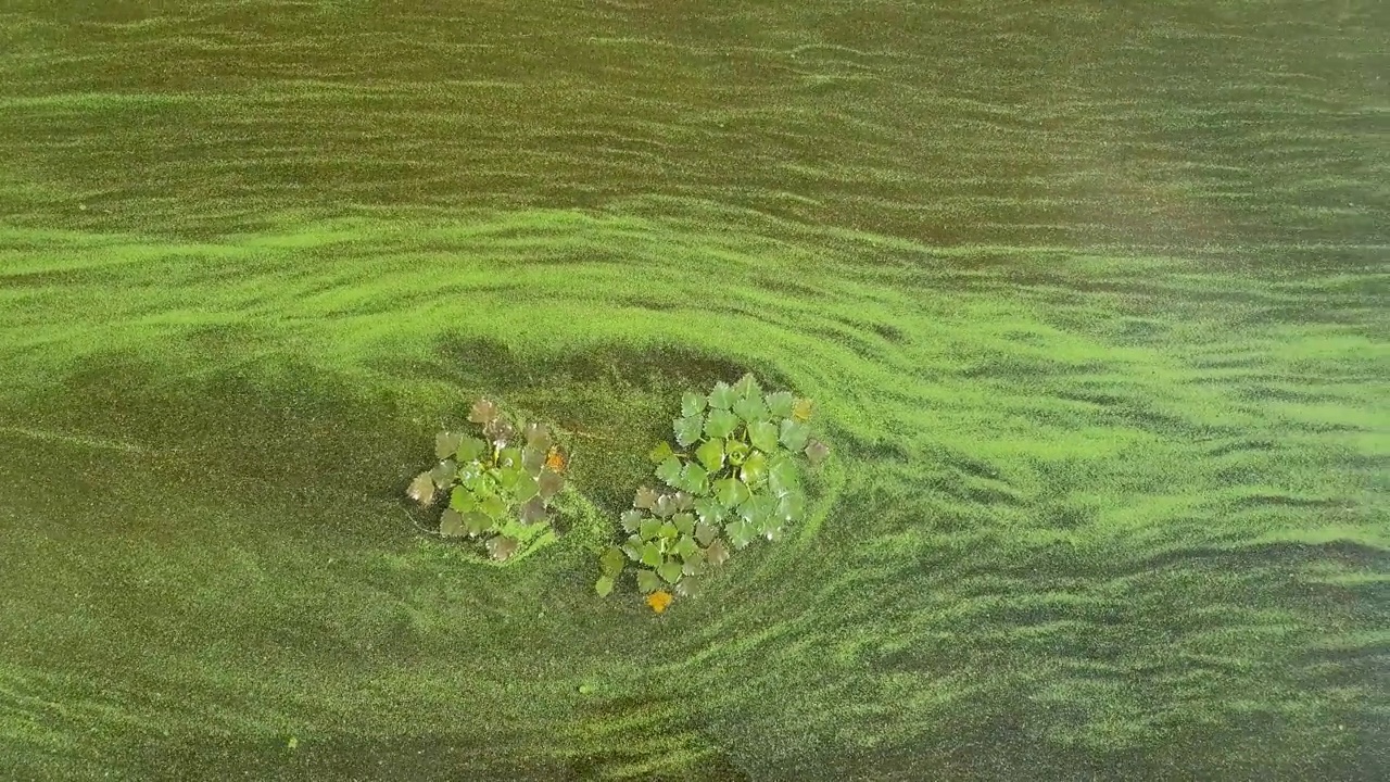 蓝藻对水体的污染是一个世界性的环境问题。菱角。水体、河流和湖泊中有害的藻类大量繁殖。视频下载