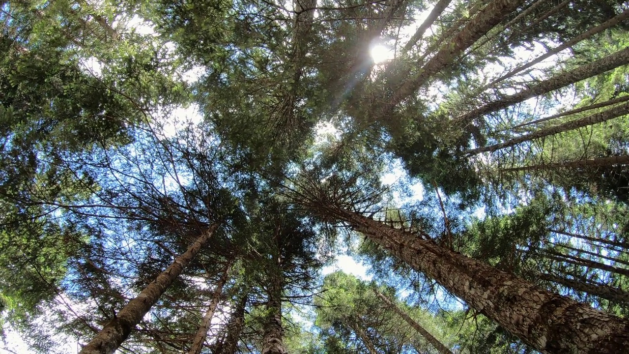 欧洲巴尔干地区黑山森林中的树木视频下载