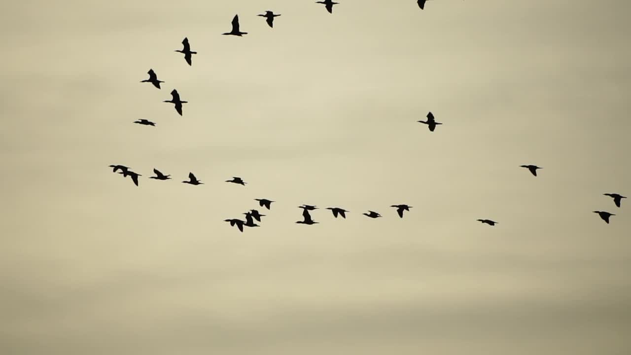 一群候鸟。鸬鹚排成队形飞行。黑色候鸟的剪影，在落日的天空中飞过海岸的海面。大鸬鹚-长颈鸬鹚。慢动作视频下载