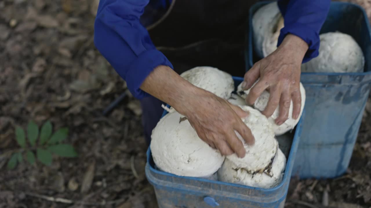 农民从橡胶树(巴西橡胶树)乳脂橡胶树种植园中挑选乳胶视频素材