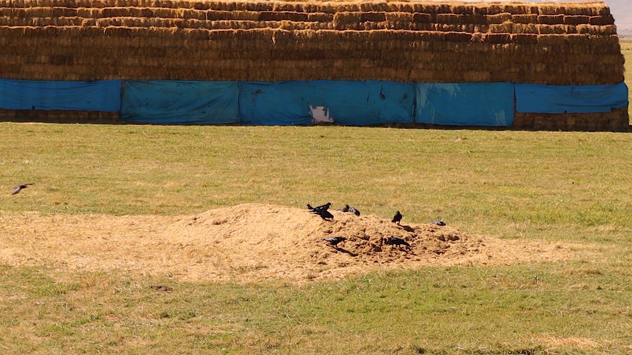 乌鸦在寻找粮食残渣干草。鸟儿在乡间寻找食物。动物，动物，鸟，乌鸦视频下载