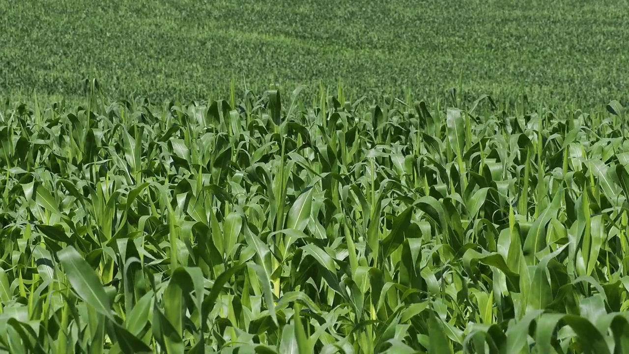 玉米，玉米农业，自然田野背景。视频下载