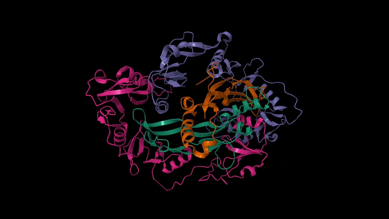 人卵泡抑素(紫色，紫色)-激活素(棕色，绿色)复合物的结构视频下载