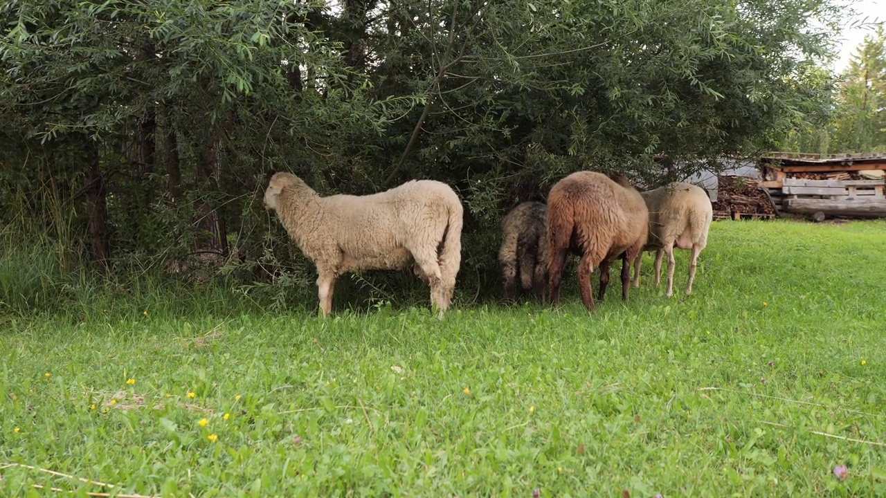 羊在树旁的草地上反刍视频下载