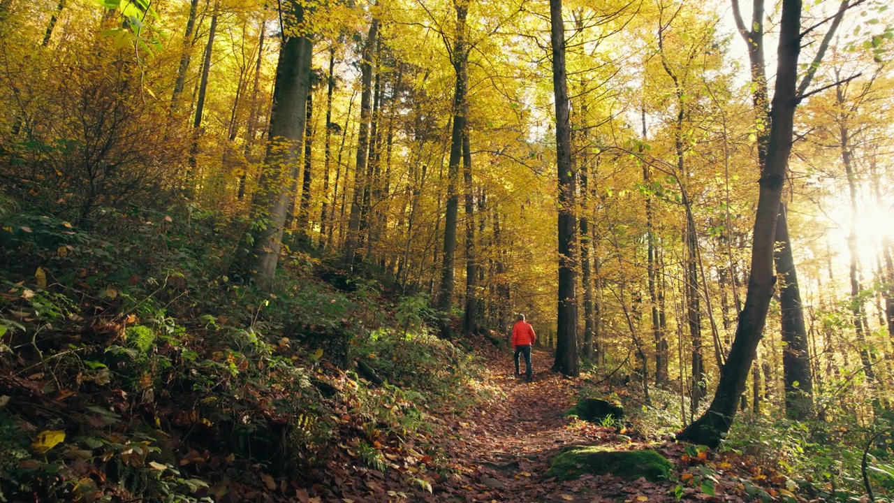 徒步旅行者在田园诗般的森林风景视频下载