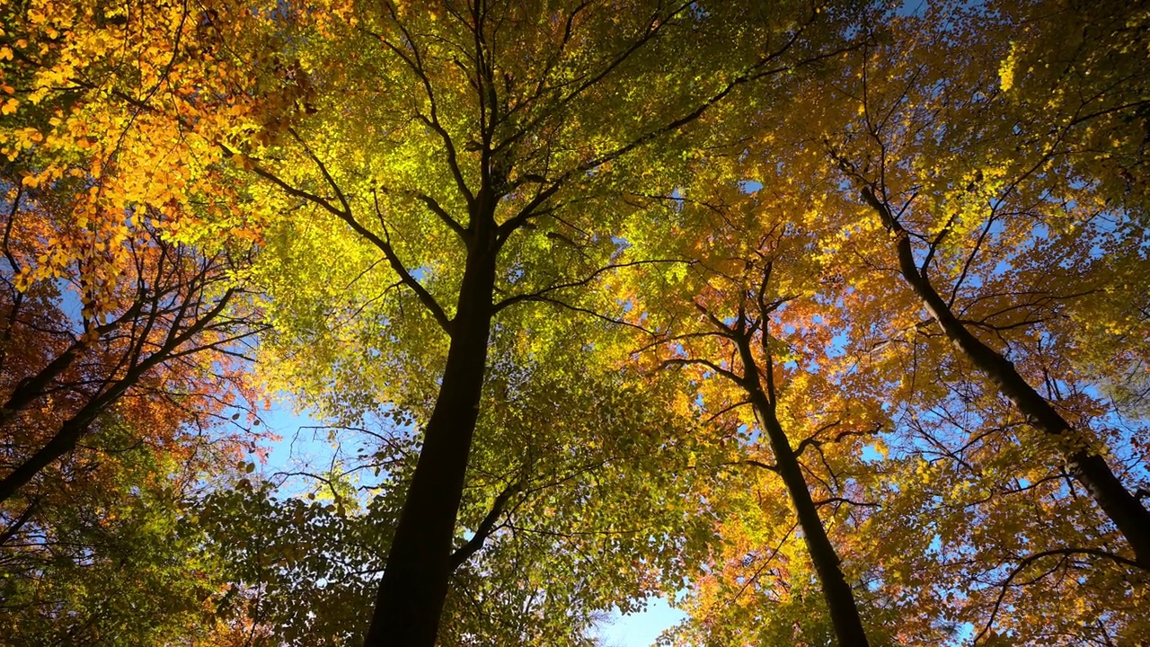 华丽的秋色树冠视频下载