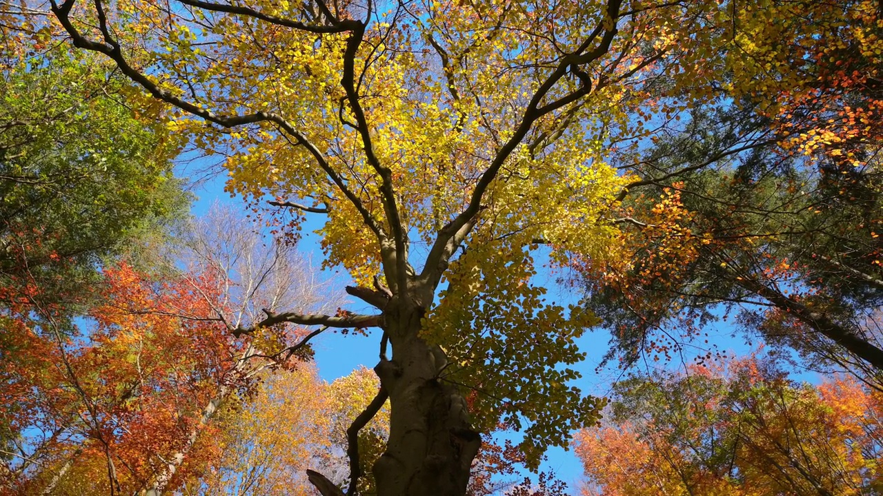 绚丽的秋日林冠景色视频下载