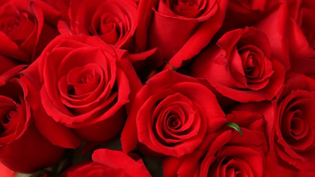 情人节的玫瑰，特写视频素材