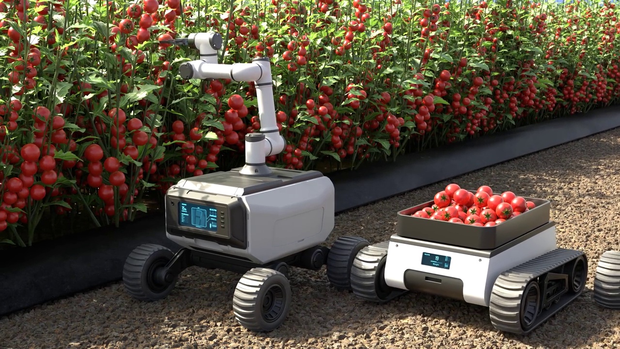 机器人在番茄园里采摘西红柿，农业机器人在智能农场工作视频下载