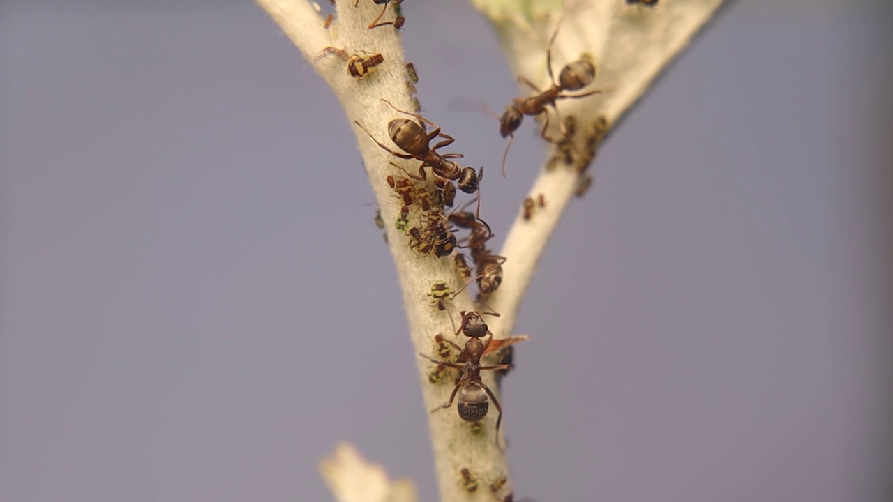 蚂蚁种植蚜虫。蚂蚁保护植物上的蚜虫免受许多捕食者的侵害，作为回报，蚜虫为蚂蚁提供食物(蜜露)。共生——防御性的例子，昆虫。视频下载