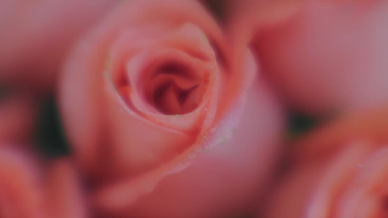美丽的玫瑰视频下载