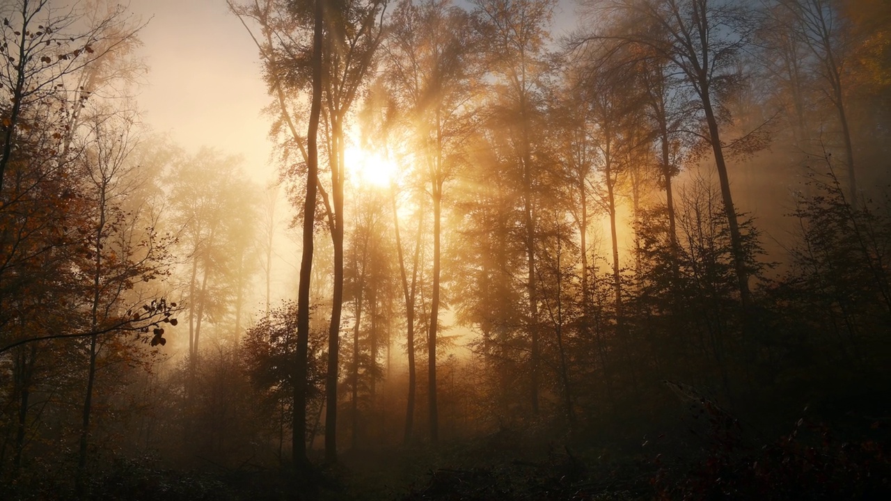 壮丽的森林景色与阳光的薄雾视频下载