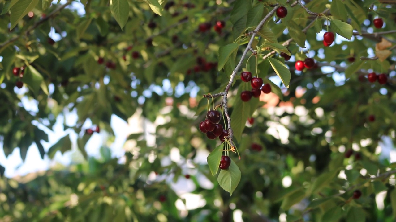 农夫在果园里从树上摘樱桃视频下载
