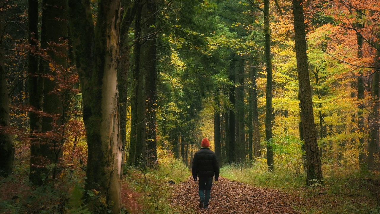 秋天，一个人走在美丽的森林里视频下载