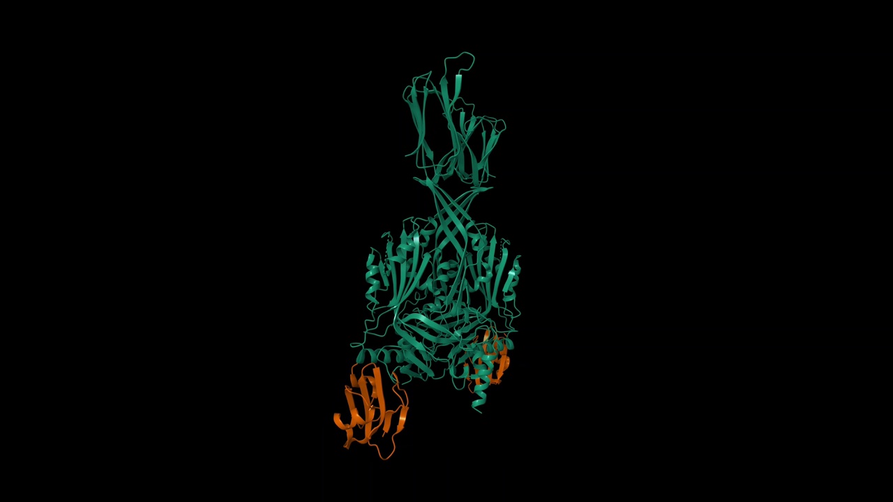 毒素受体复合物的结构，CD59糖蛋白(棕色)和中间溶素(绿色)视频下载