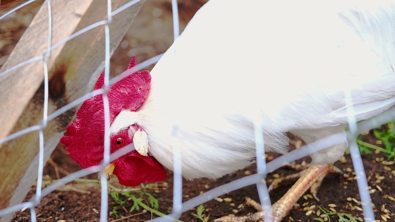 在木制鸡笼里，一只头顶红色鸡冠、羽毛白色的公鸡在网后吃着谷物。视频下载