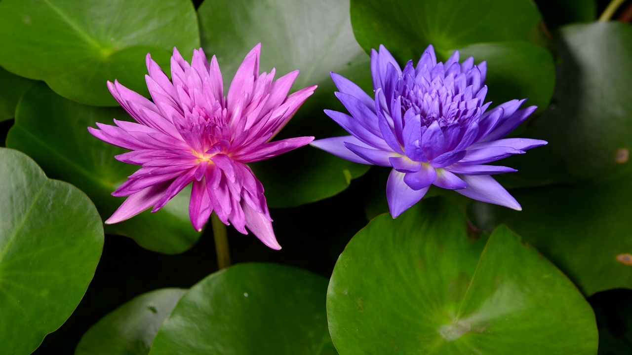 美丽的粉红色和紫色的睡莲在一个绿色的树叶背景池塘盛开的延时。视频下载