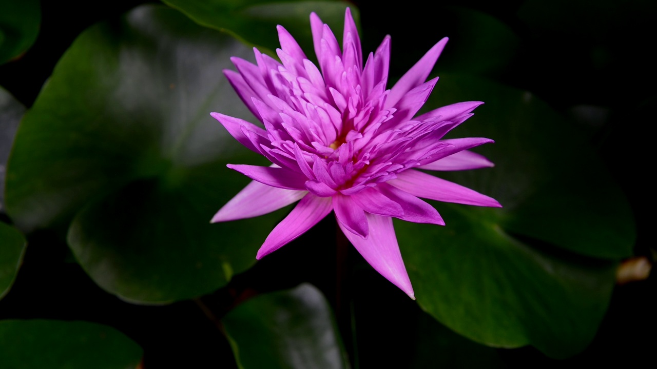 美丽的粉红色睡莲在绿色的叶子背景池塘盛开的延时。视频下载