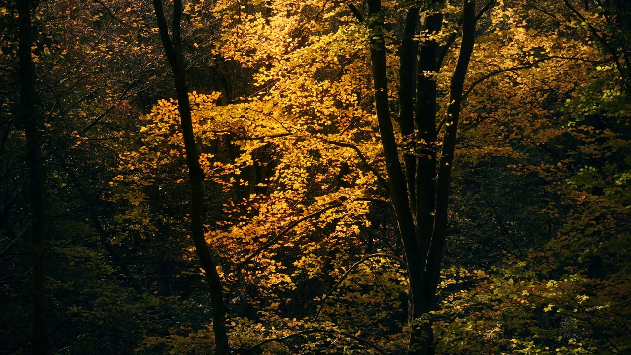 黑暗森林里的一棵灯火通明的树视频下载