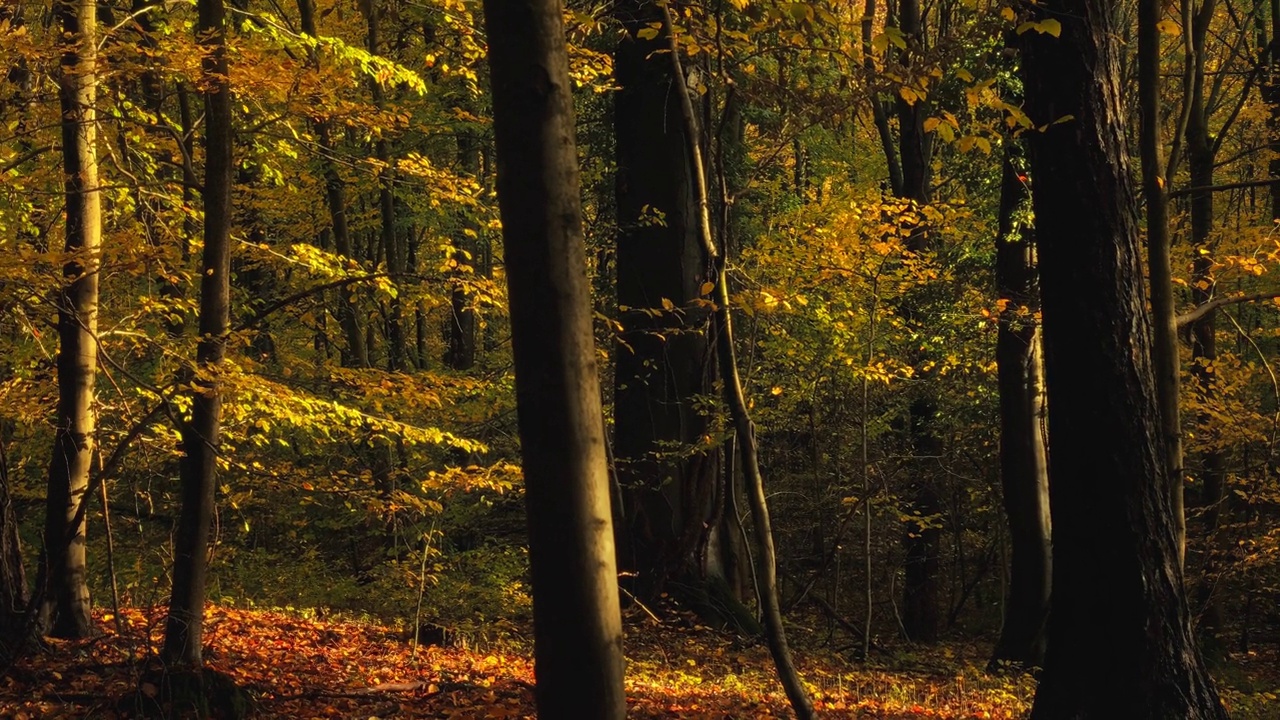 温暖的阳光照亮了森林中的树枝视频下载