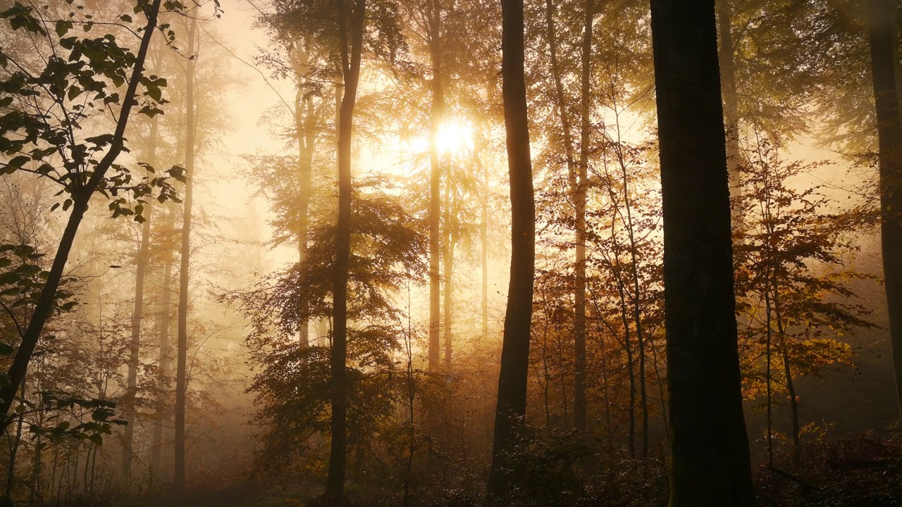 雾蒙蒙的森林里迷人的景色视频下载