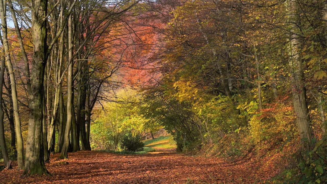 风景优美的公园里绚丽的秋色视频下载