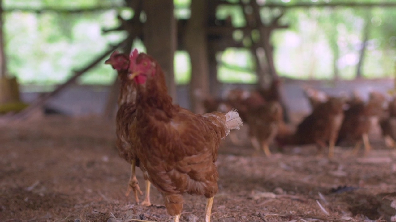 鸡在鸡笼里寻找食物。视频下载