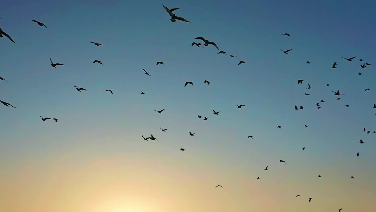 美丽的候鸟日落景象视频下载