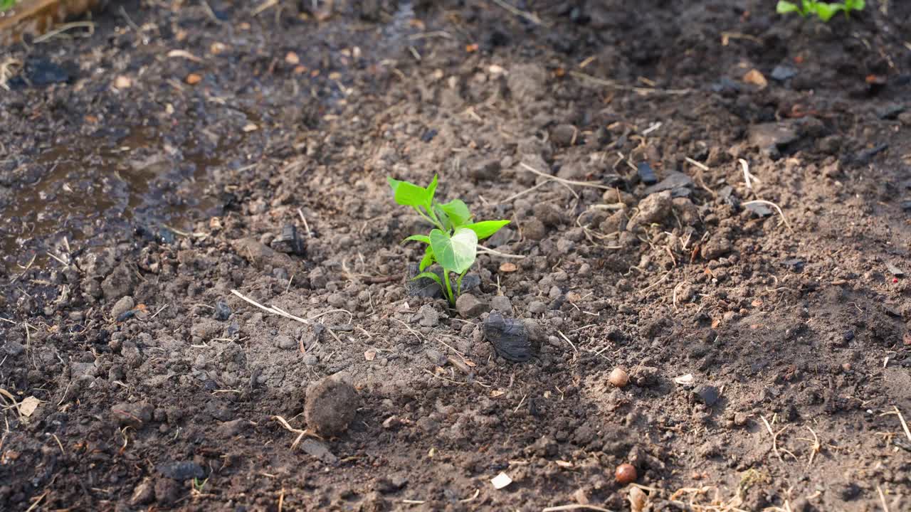 一个新鲜种植的灯笼椒嫩芽从一个浇水罐被充分浇水特写视频素材