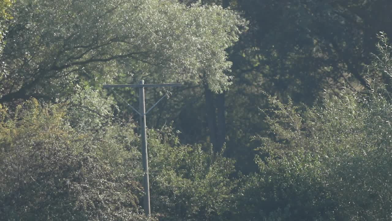 一只罕见的迁徙鱼鹰，Pandion haliaetus，飞到电线杆上。视频下载