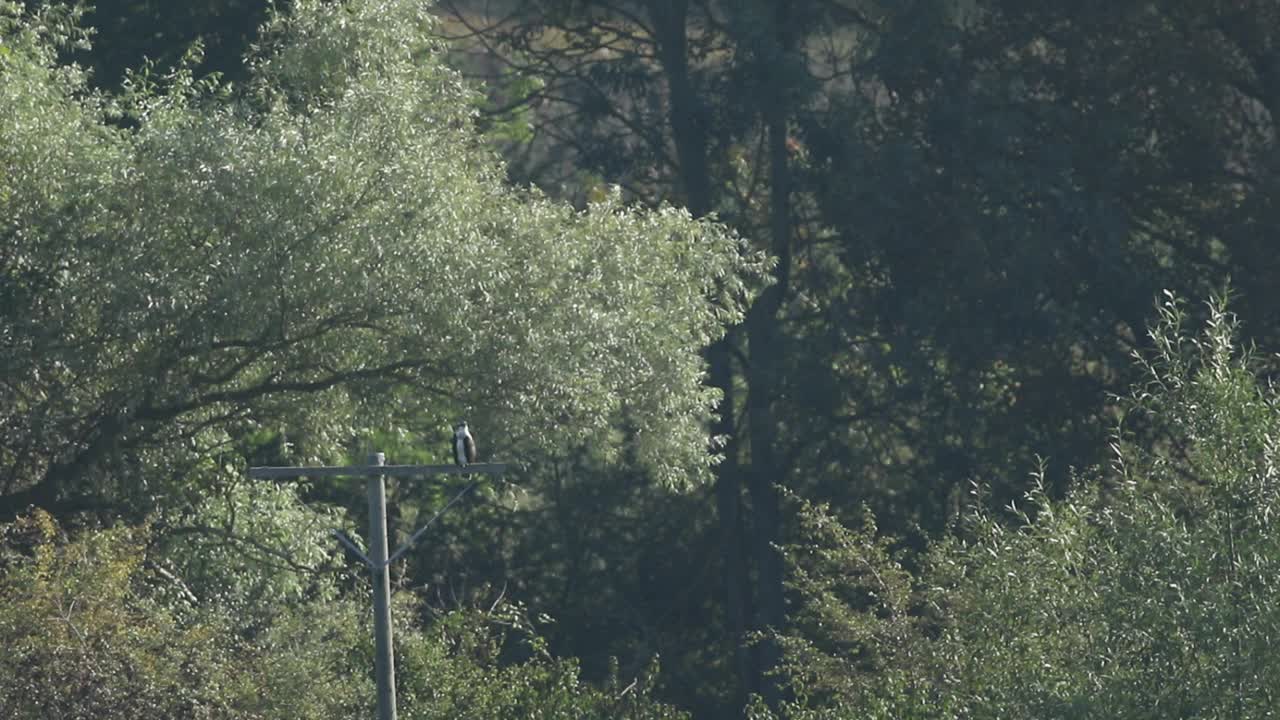 一只罕见的迁徙鱼鹰，海狮，栖息在电线杆上。视频下载