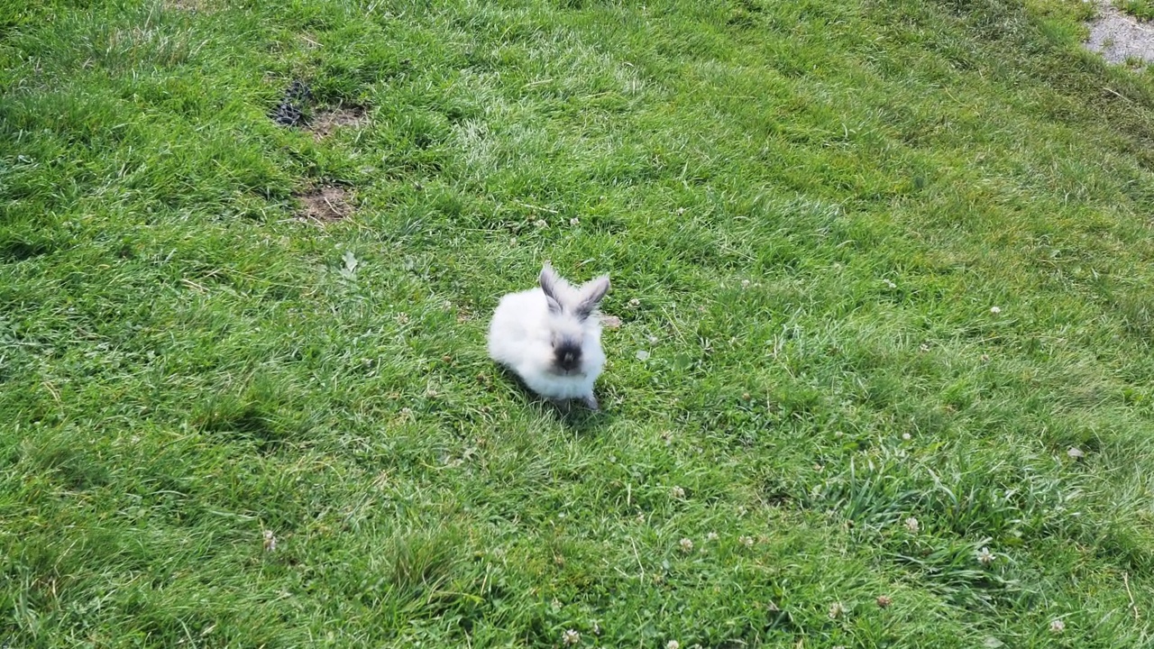 草坪上一只小白兔的近景视频下载
