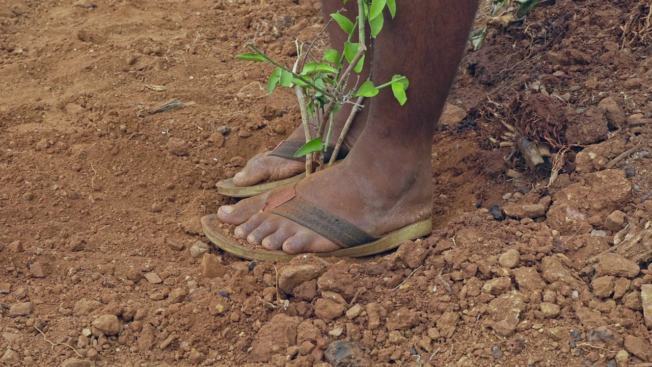 用脚踩紧种植的茉莉植株土壤的特写视频下载