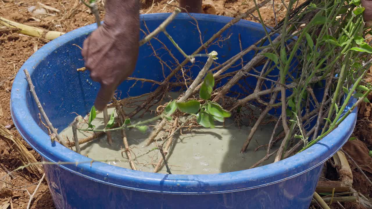 一位农民在种植前用肥料消毒茉莉花的根部视频下载