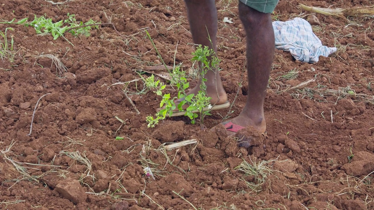 一位农民正在种植茉莉花，并踩紧周围的土壤视频下载