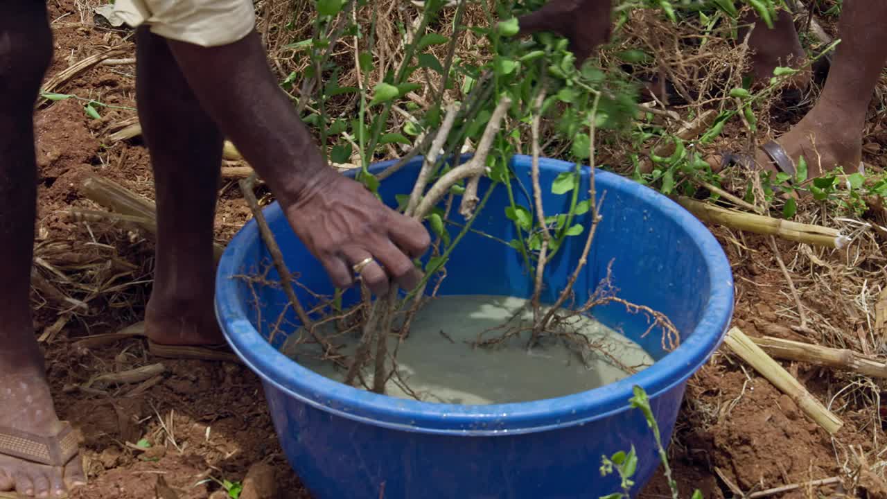 一位农民在种植前用肥料消毒茉莉花的根部视频下载
