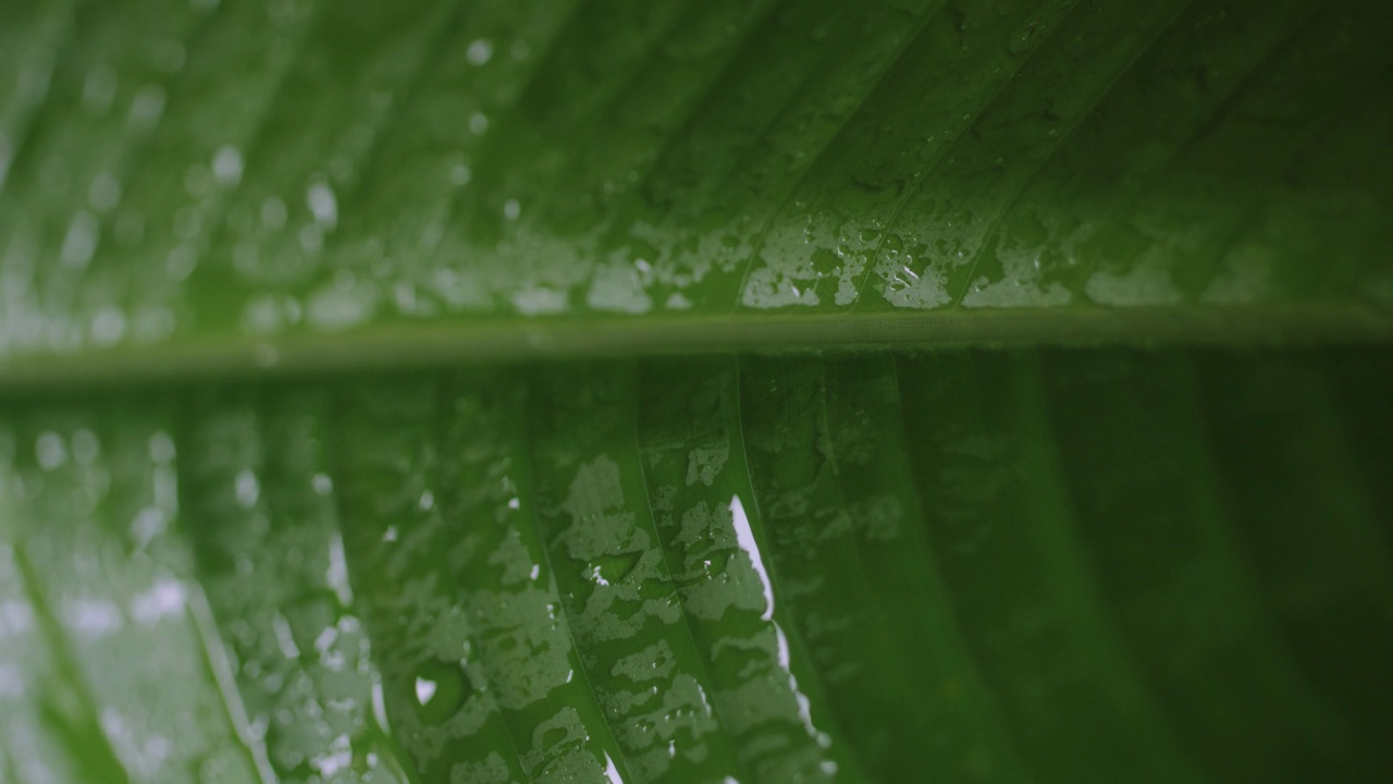 垂直视频:自然温泉场景。被雨滴覆盖的热带树叶。视频下载