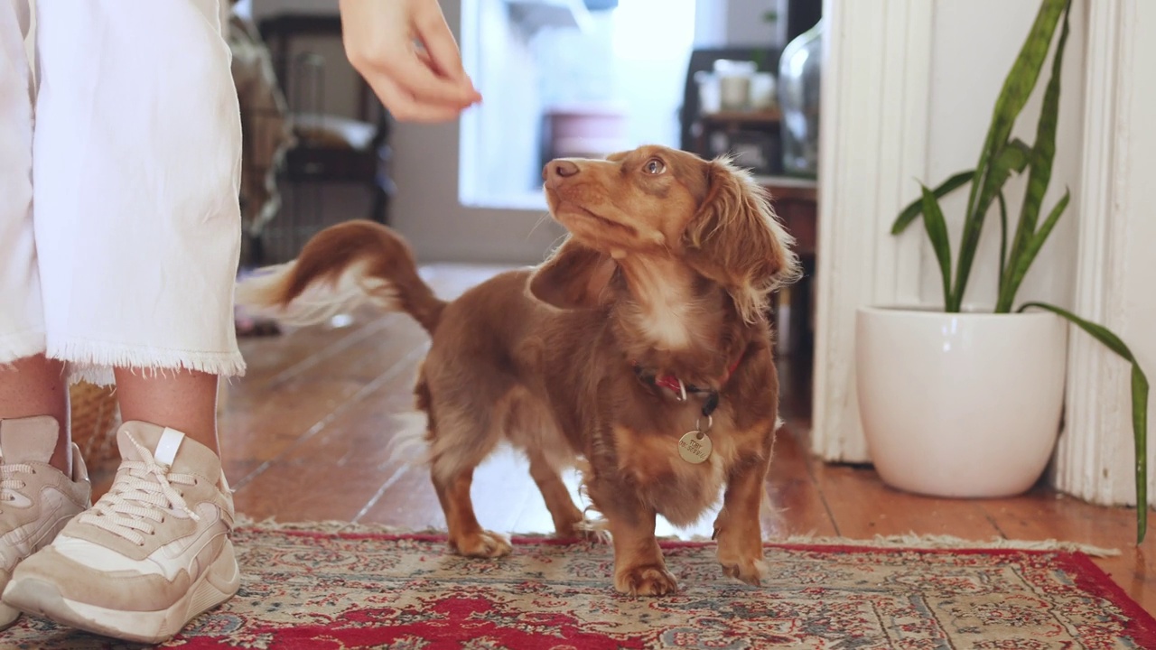 腊肠犬在家里和主人一起表演小吃视频素材