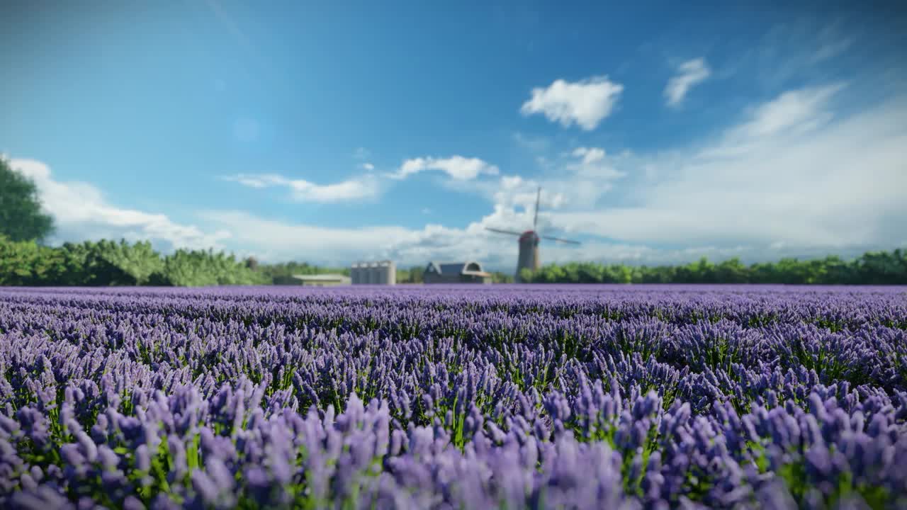 荷兰风车农场的薰衣草田，对着蓝天，倾斜视频下载
