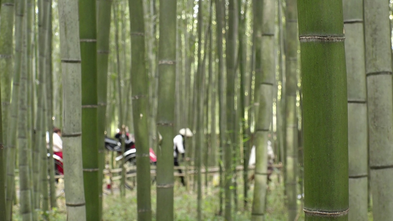 京都，日本:岚山竹林周围的风景。视频素材