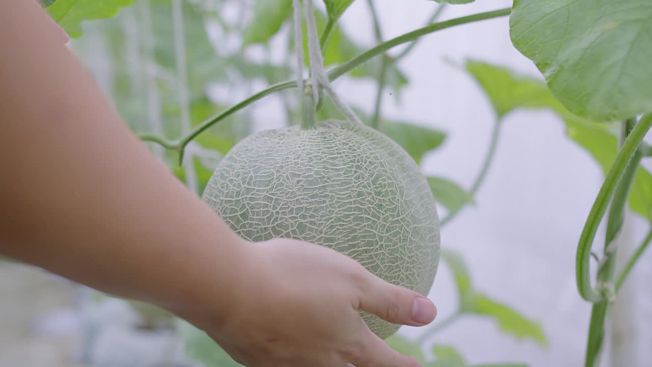 特写:农民手握新鲜的青瓜，在瓜农场的温室里，农民检查瓜，有机农业视频下载