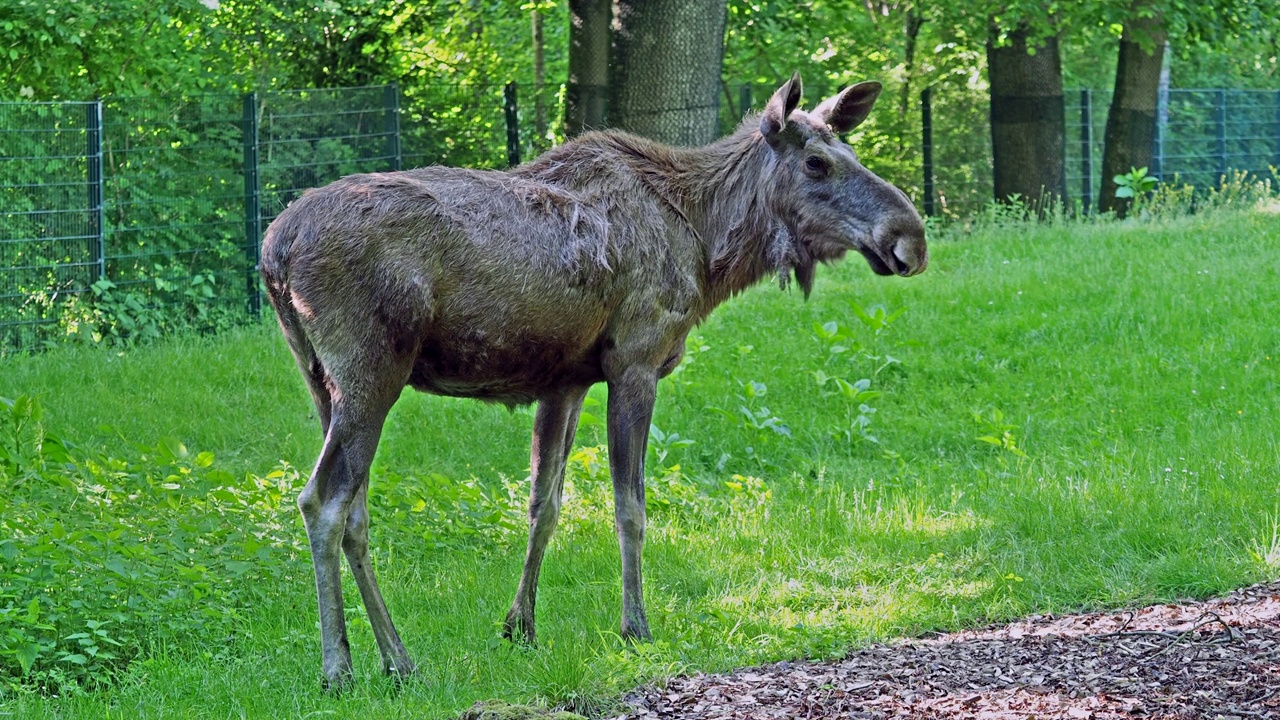 驼鹿或麋鹿，Alces Alces是鹿科中现存最大的物种视频下载