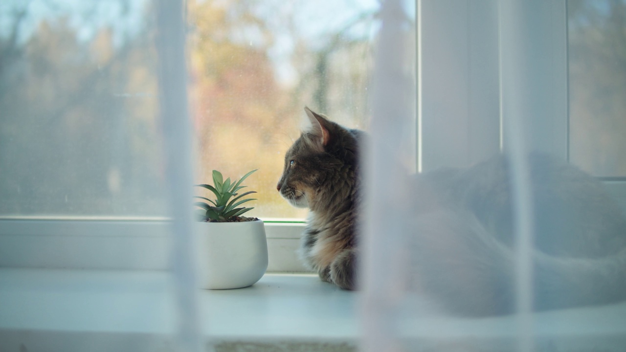 猫躺在窗台上的特写。小猫透过窗户往外看。毛茸茸的纯种宠物放松。家里客厅里的家畜。最好的小朋友。视频素材