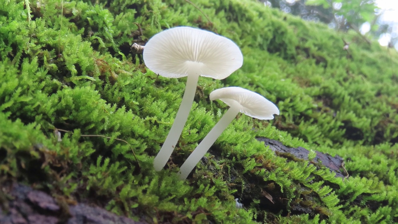 长满苔藓的树皮树上的蘑菇视频下载
