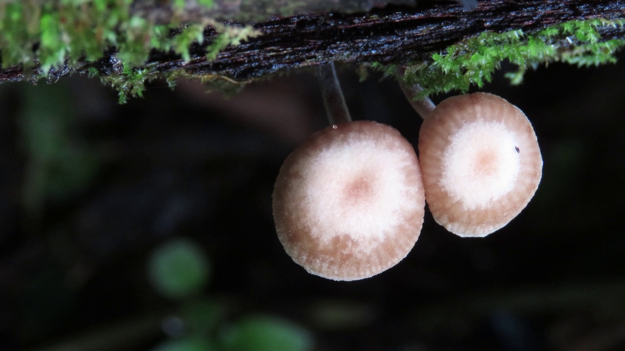 长满苔藓的树皮树上的蘑菇视频素材