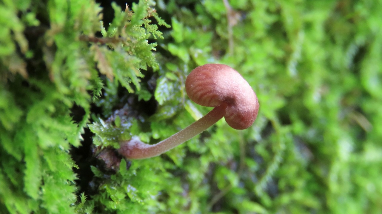 长满苔藓的树皮树上的蘑菇视频素材